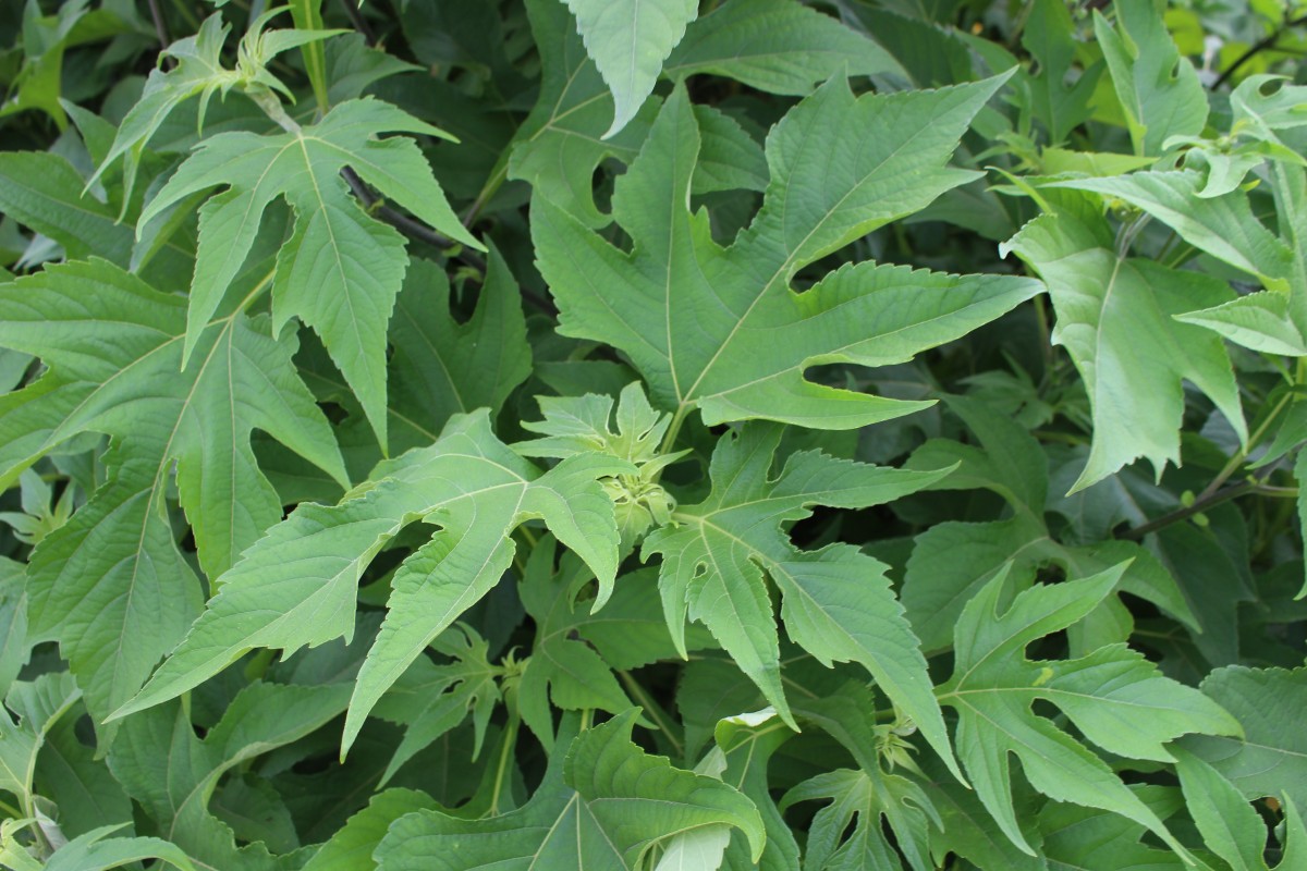 Tithonia diversifolia (Hemsl.) A.Gray